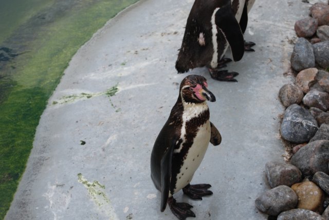 pingvinerneermindreendmighaha.jpg